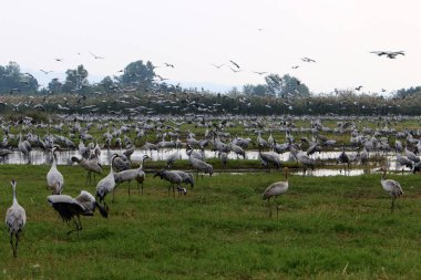 Ulusal kuş kutsal Hula Kuzey İsrail'de bulunan göçmen kuşlar       