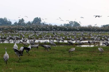 Ulusal kuş kutsal Hula Kuzey İsrail'de bulunan göçmen kuşlar       