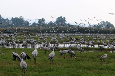 Ulusal kuş kutsal Hula Kuzey İsrail'de bulunan göçmen kuşlar       