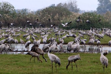 Ulusal kuş kutsal Hula Kuzey İsrail'de bulunan göçmen kuşlar       