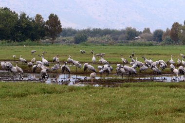 Ulusal kuş kutsal Hula Kuzey İsrail'de bulunan göçmen kuşlar       