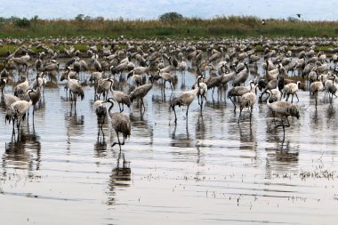 Ulusal kuş kutsal Hula Kuzey İsrail'de bulunan göçmen kuşlar       