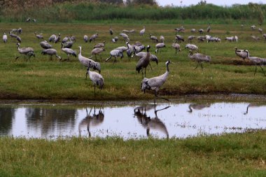 Ulusal kuş kutsal Hula Kuzey İsrail'de bulunan göçmen kuşlar 
