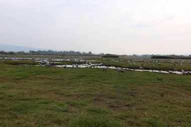 Ulusal kuş kutsal Hula Kuzey İsrail'de bulunan göçmen kuşlar 