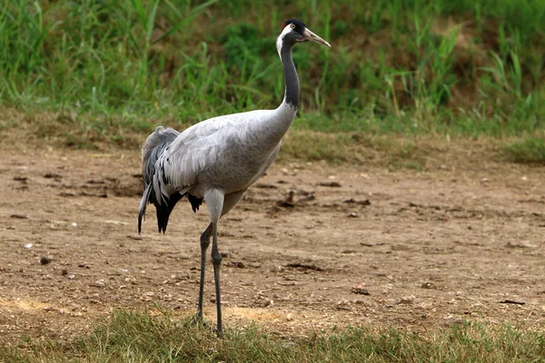 渡り鳥が国バードサンクチュアリ イスラエル北部にあるフラ — ストック写真