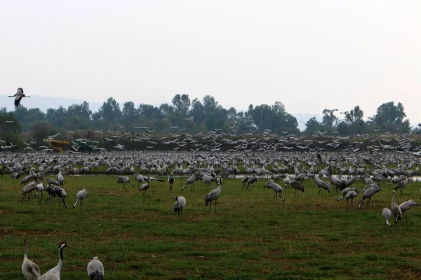 migratory birds in the national bird sanctuary Hula located in northern Israel