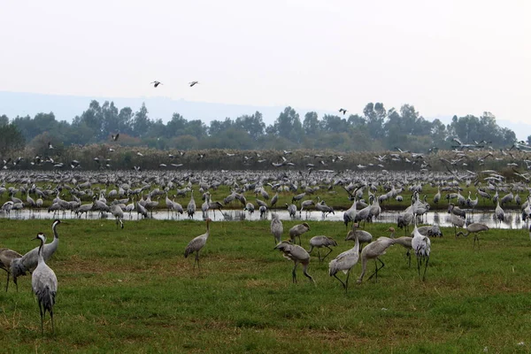 Uccelli Migratori Nel Santuario Nazionale Degli Uccelli Hula Situato Nel — Foto Stock