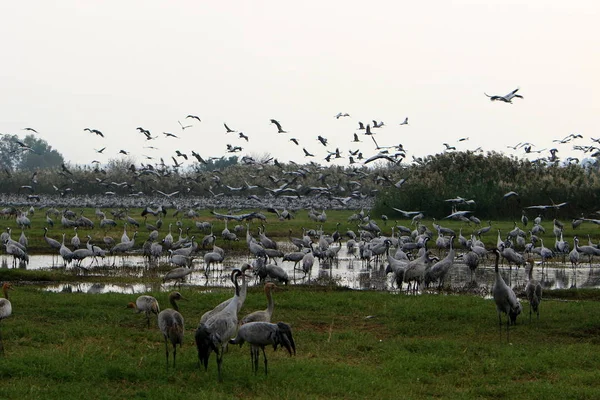 Zugvögel Nationalen Vogelschutzgebiet Hula Norden Islands — Stockfoto