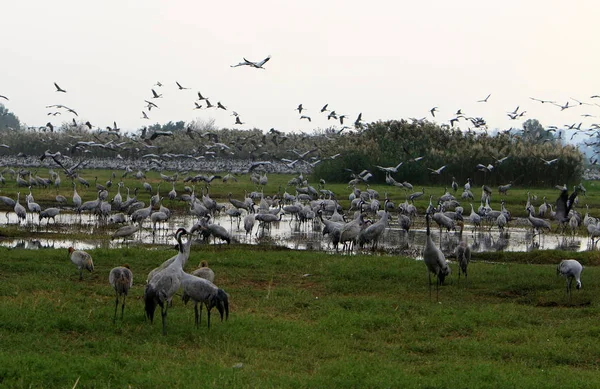 Aves Migratorias Santuario Nacional Aves Hula Ubicado Norte Israel — Foto de Stock