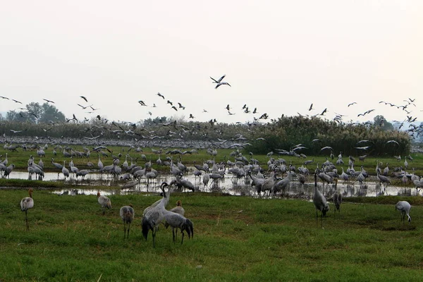 Oiseaux Migrateurs Dans Sanctuaire National Oiseaux Hula Situé Dans Nord — Photo