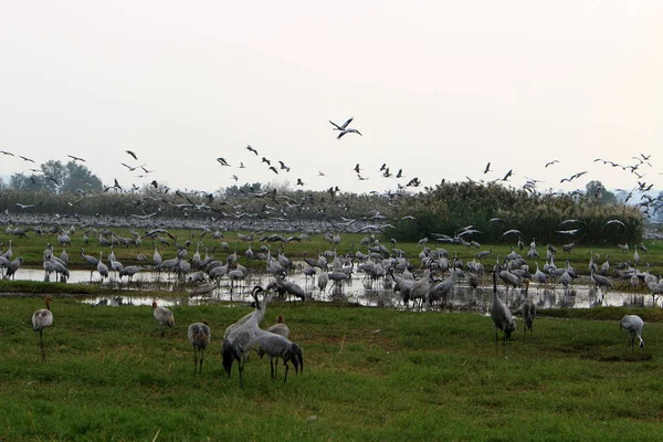 Zugvögel Nationalen Vogelschutzgebiet Hula Norden Islands — Stockfoto