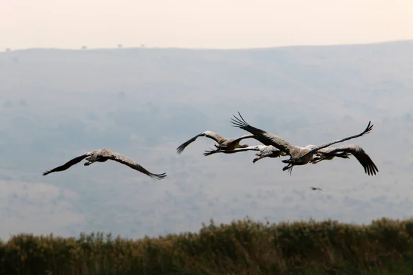 migratory birds in the national bird sanctuary Hula located in northern Israel