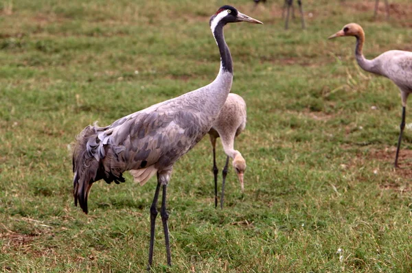 Zugvögel Nationalen Vogelschutzgebiet Hula Norden Islands — Stockfoto