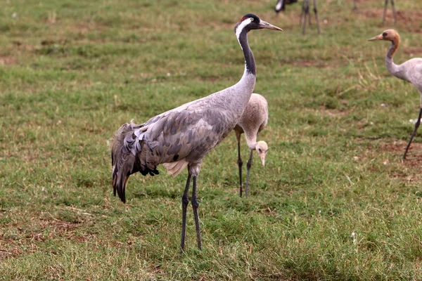 Aves Migratórias Santuário Nacional Aves Hula Localizado Norte Israel — Fotografia de Stock