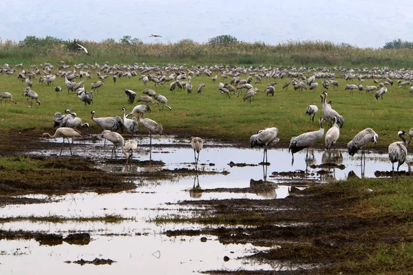 Migratory Birds National Bird Sanctuary Hula Located Northern Israel — Stock Photo, Image
