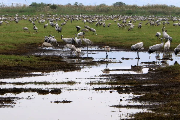 Zugvögel Nationalen Vogelschutzgebiet Hula Norden Islands — Stockfoto