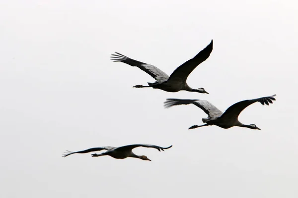 Zugvögel Nationalen Vogelschutzgebiet Hula Norden Islands — Stockfoto