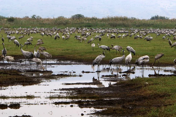 Flyttfåglar Nationella Fågelreservat Hula Ligger Norra Israel — Stockfoto