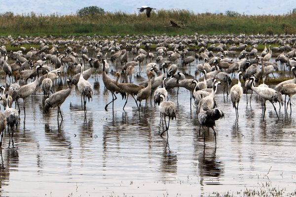 migratory birds in the national bird sanctuary Hula located in northern Israel 