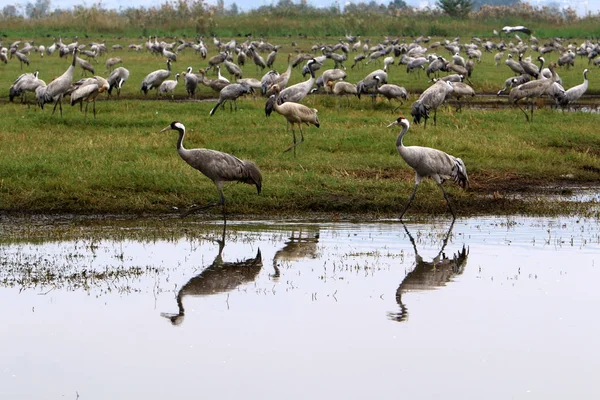 Aves Migratórias Santuário Nacional Aves Hula Localizado Norte Israel — Fotografia de Stock