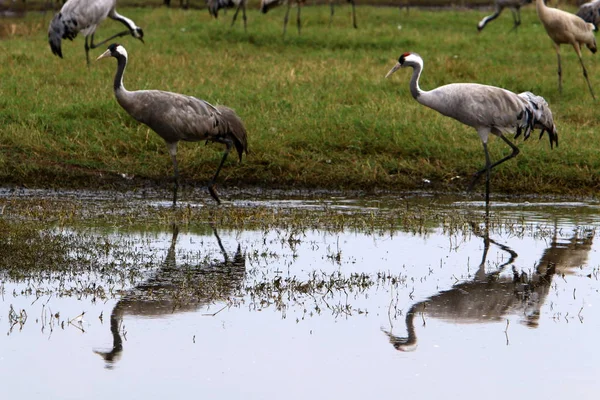 Aves Migratórias Santuário Nacional Aves Hula Localizado Norte Israel — Fotografia de Stock