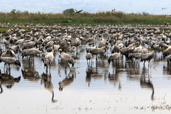 Flyttfåglar Nationella Fågelreservat Hula Ligger Norra Israel — Stockfoto