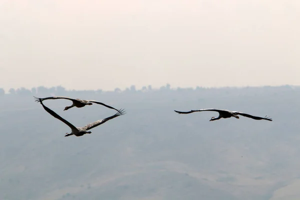 Migratory Birds National Bird Sanctuary Hula Located Northern Israel — Stock Photo, Image