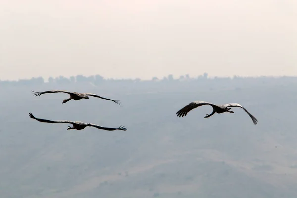 Migratory Birds National Bird Sanctuary Hula Located Northern Israel — Stock Photo, Image