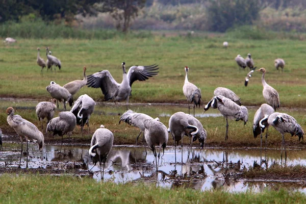 Aves Migratórias Santuário Nacional Aves Hula Localizado Norte Israel — Fotografia de Stock