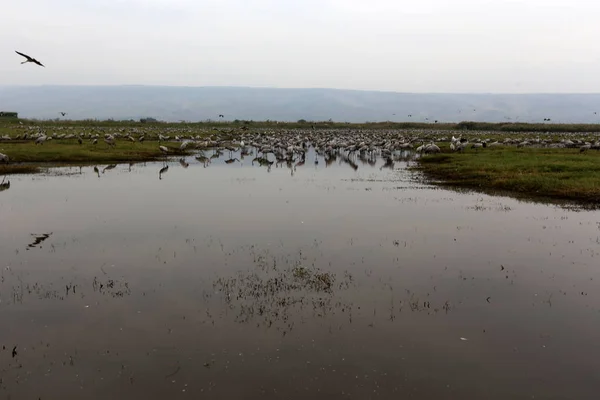 Zugvögel Nationalen Vogelschutzgebiet Hula Norden Islands — Stockfoto