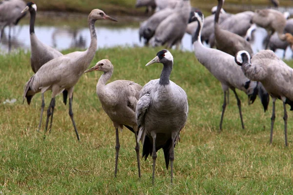 Aves Migratórias Santuário Nacional Aves Hula Localizado Norte Israel — Fotografia de Stock