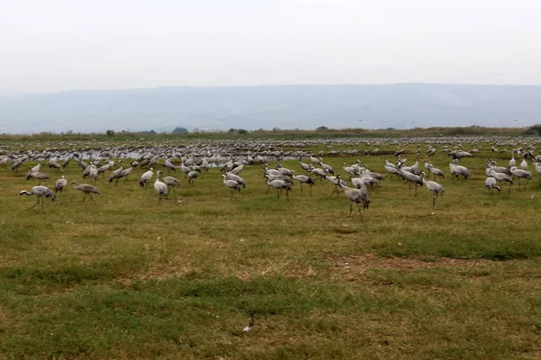 migratory birds in the national bird sanctuary Hula located in northern Israel