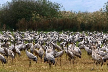 Ulusal kuş kutsal Hula Kuzey İsrail'de bulunan göçmen kuşlar 