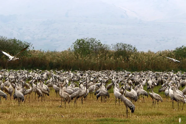 Flyttfåglar Nationella Fågelreservat Hula Ligger Norra Israel — Stockfoto