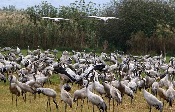 渡り鳥が国バードサンクチュアリ イスラエル北部にあるフラ — ストック写真