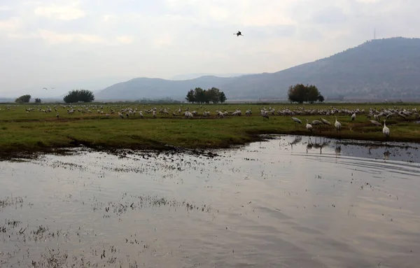 migratory birds in the national bird sanctuary Hula located in northern Israel