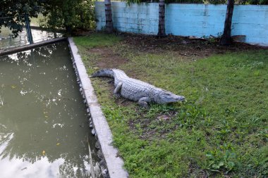 nehir kıyısında kreş Hamat Gader Kuzey İsrail timsahlar yaşıyor 