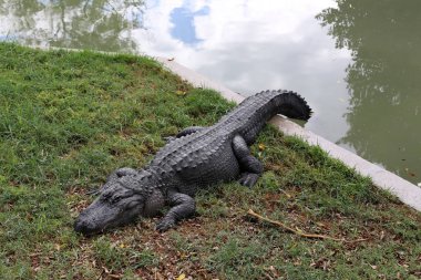 nehir kıyısında kreş Hamat Gader Kuzey İsrail timsahlar yaşıyor 