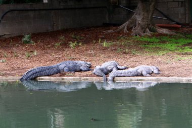 nehir kıyısında kreş Hamat Gader Kuzey İsrail timsahlar yaşıyor 