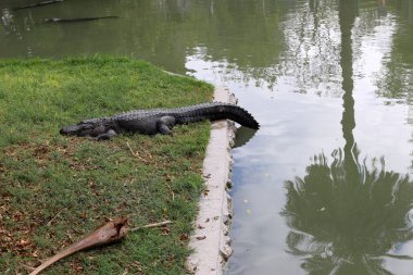 nehir kıyısında kreş Hamat Gader Kuzey İsrail timsahlar yaşıyor 