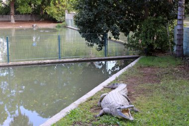 nehir kıyısında kreş Hamat Gader Kuzey İsrail timsahlar yaşıyor 