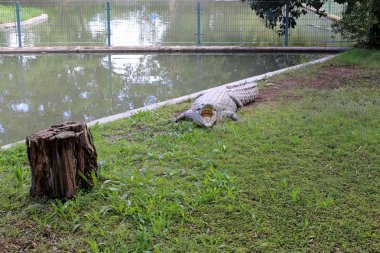 nehir kıyısında kreş Hamat Gader Kuzey İsrail timsahlar yaşıyor 
