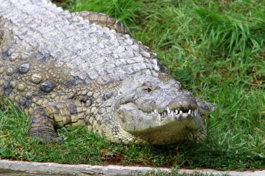 nehir kıyısında kreş Hamat Gader Kuzey İsrail timsahlar yaşıyor 