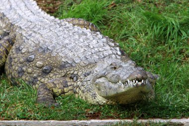 nehir kıyısında kreş Hamat Gader Kuzey İsrail timsahlar yaşıyor 