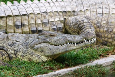 nehir kıyısında kreş Hamat Gader Kuzey İsrail timsahlar yaşıyor 