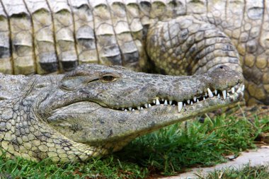 nehir kıyısında kreş Hamat Gader Kuzey İsrail timsahlar yaşıyor 
