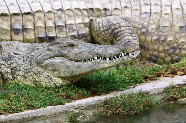 nehir kıyısında kreş Hamat Gader Kuzey İsrail timsahlar yaşıyor 