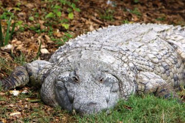nehir kıyısında kreş Hamat Gader Kuzey İsrail timsahlar yaşıyor 