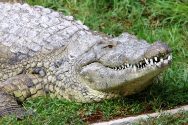 nehir kıyısında kreş Hamat Gader Kuzey İsrail timsahlar yaşıyor 