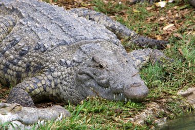 nehir kıyısında kreş Hamat Gader Kuzey İsrail timsahlar yaşıyor 